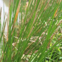 Eleocharis